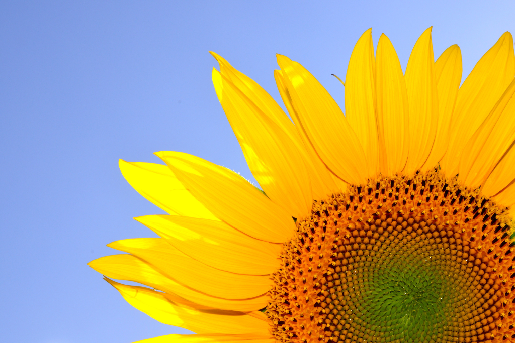 The Essential Guide to Vitamin D for Newborn Babies