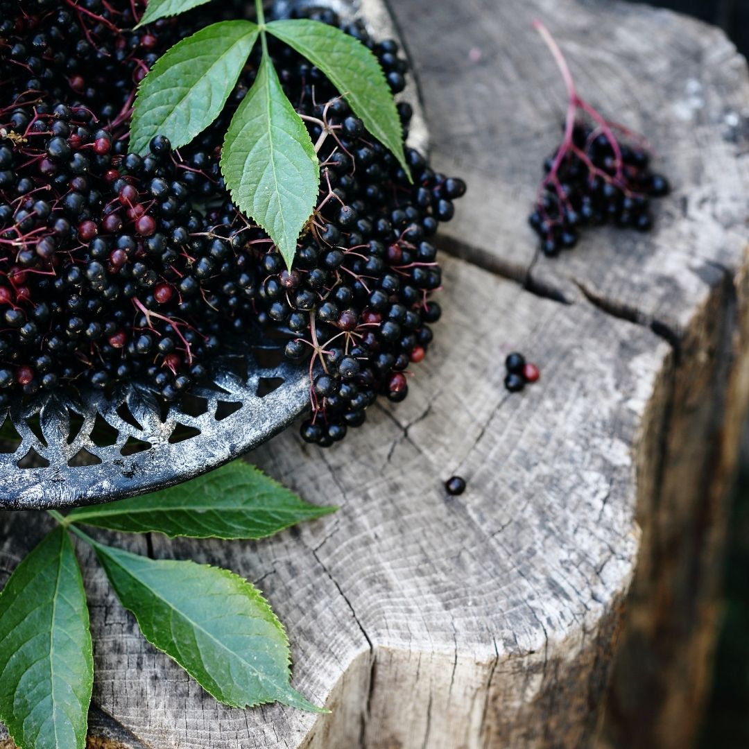 What are the health benefits of elderberry?