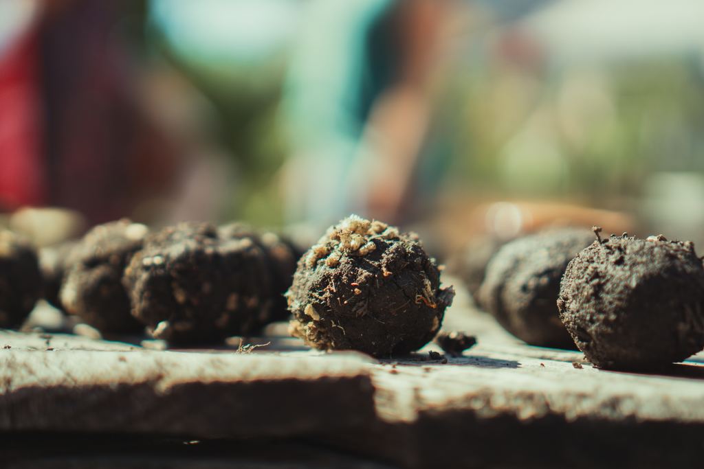 Seed Bombs: How To